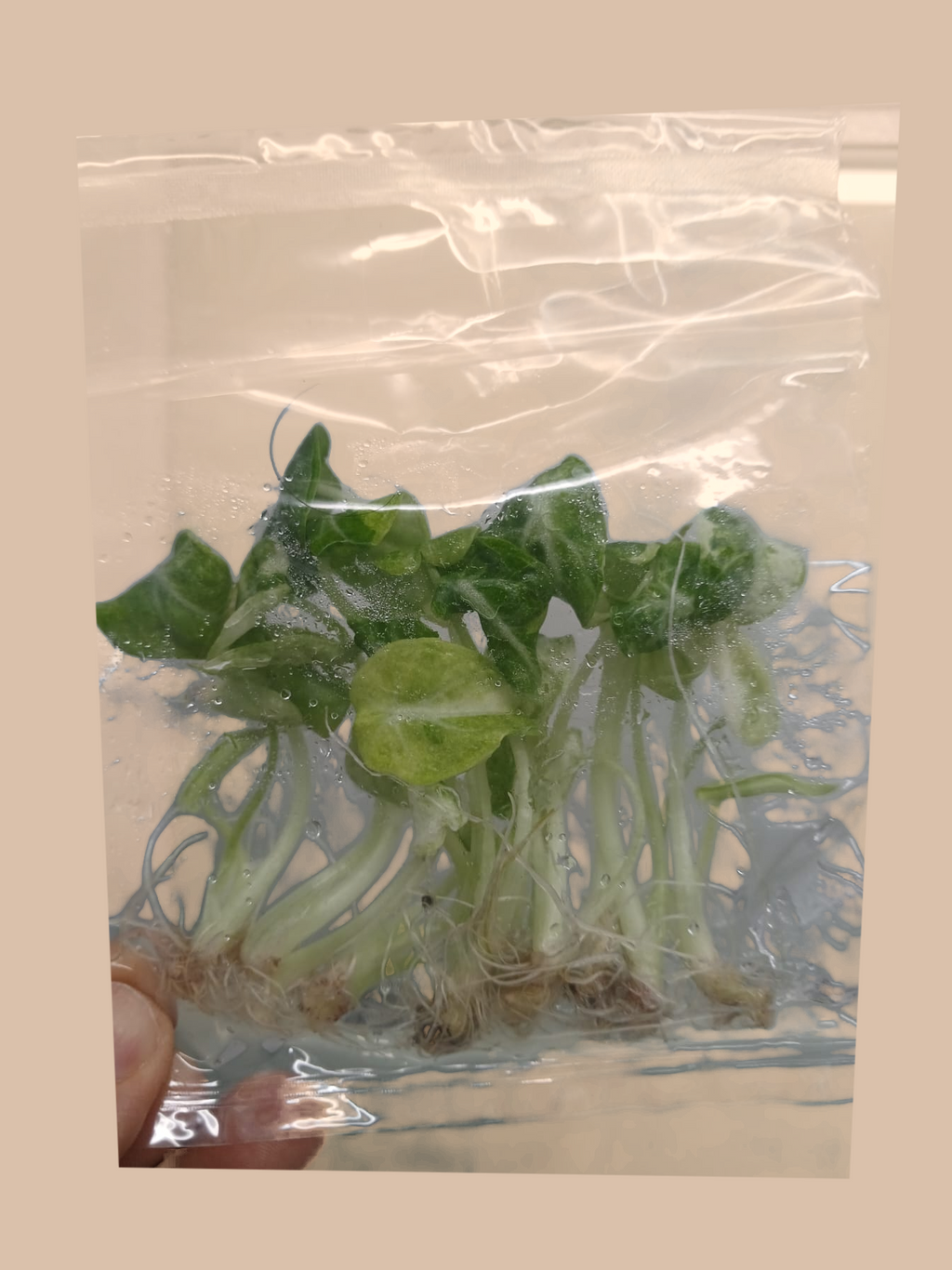 Alocasia Ninja Tricolor – Rare Variegated Foliage Plant cultivar reference, photo 4. Packaging and mature-plant images are illustrative; sold as 1 plant per bag.