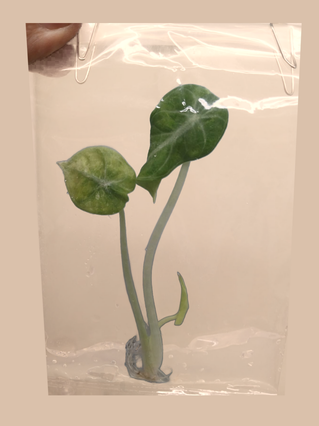 Alocasia Ninja Tricolor – Rare Variegated Foliage Plant cultivar reference, photo 5. Packaging and mature-plant images are illustrative; sold as 1 plant per bag.