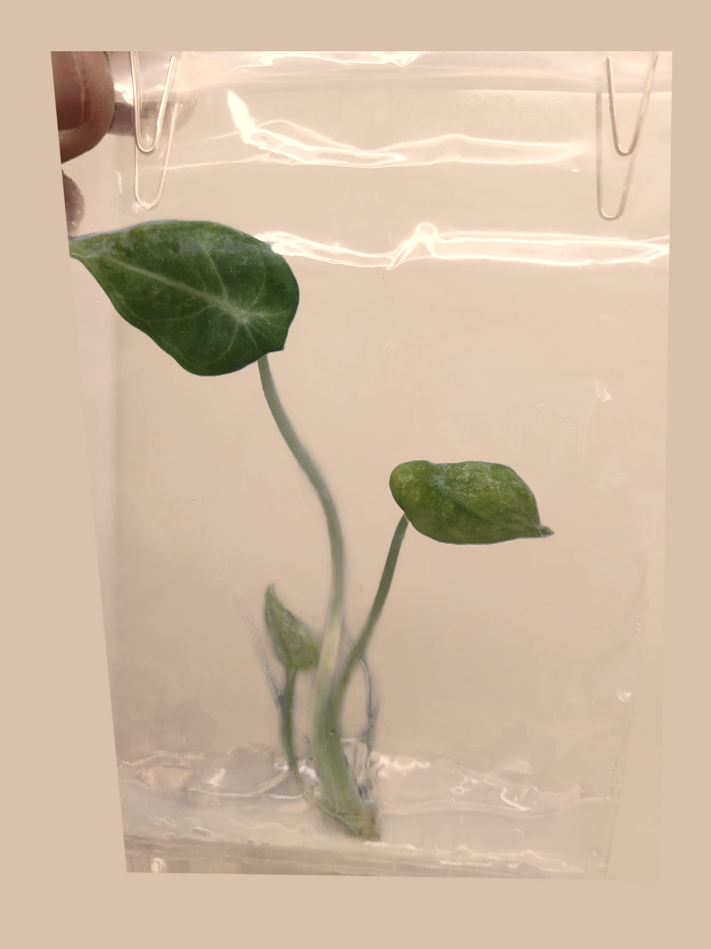 Alocasia Ninja Tricolor – Rare Variegated Foliage Plant cultivar reference, photo 6. Packaging and mature-plant images are illustrative; sold as 1 plant per bag.