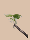 Alocasia Frydek Albo Variegata – Rare Variegated Foliage Plant cultivar reference. Packaging and mature-plant images are illustrative; sold as 1 plant per bag.
