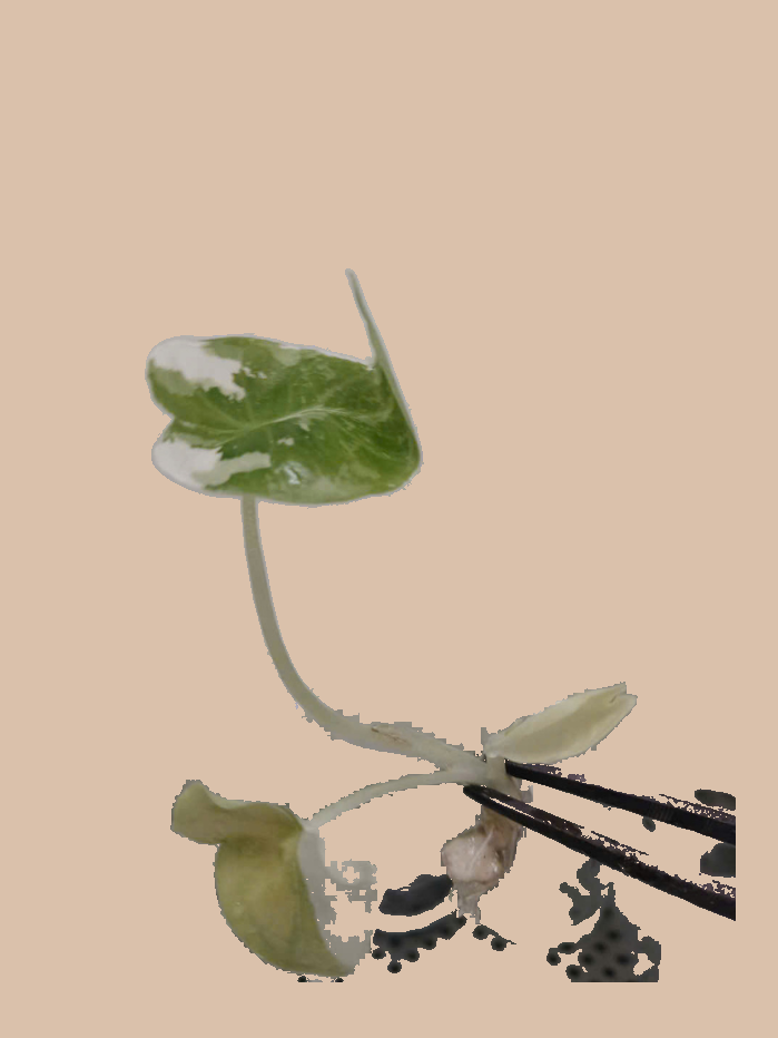 Alocasia Frydek Albo Variegata – Rare Variegated Foliage Plant cultivar reference, photo 3. Packaging and mature-plant images are illustrative; sold as 1 plant per bag.
