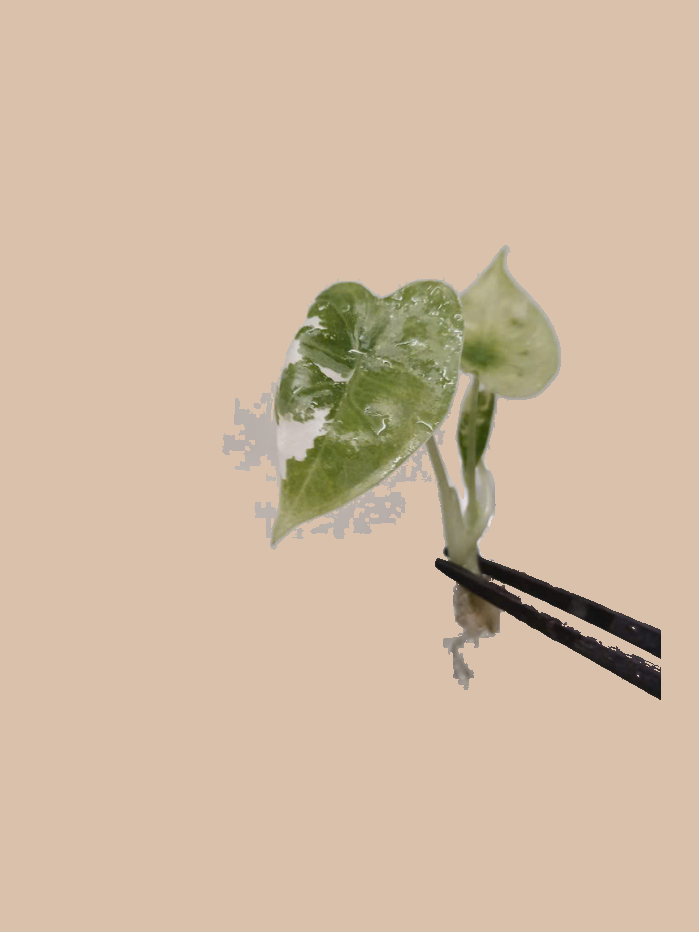 Alocasia Frydek Albo Variegata – Rare Variegated Foliage Plant cultivar reference, photo 4. Packaging and mature-plant images are illustrative; sold as 1 plant per bag.