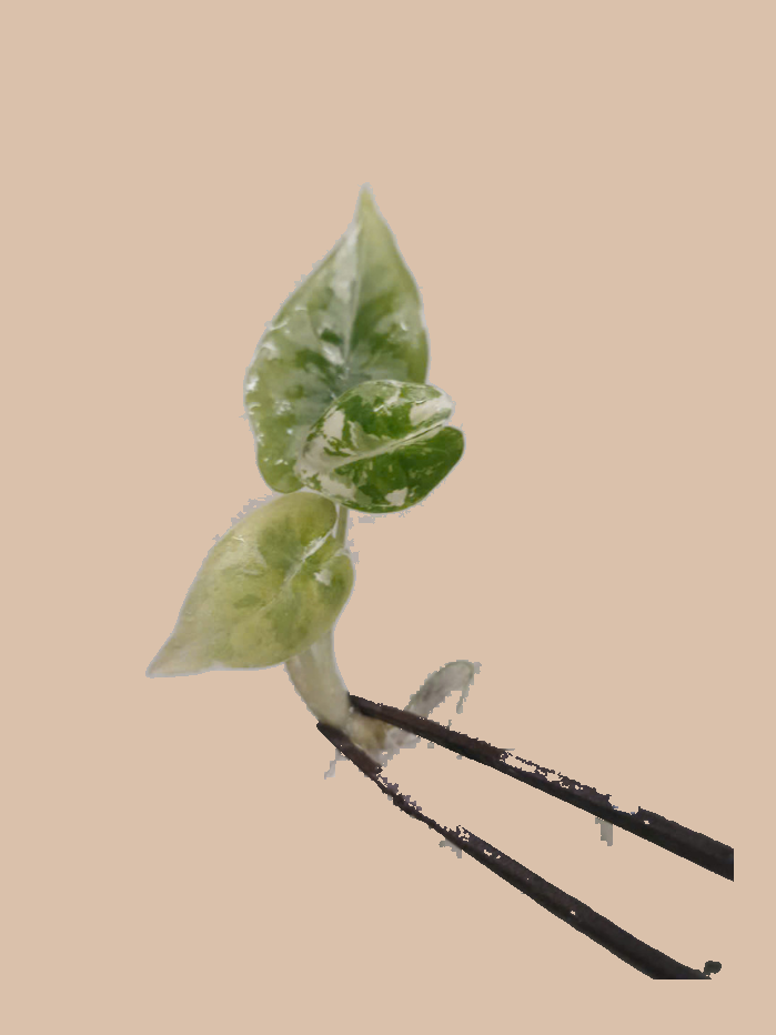 Alocasia Frydek Albo Variegata – Rare Variegated Foliage Plant cultivar reference, photo 5. Packaging and mature-plant images are illustrative; sold as 1 plant per bag.