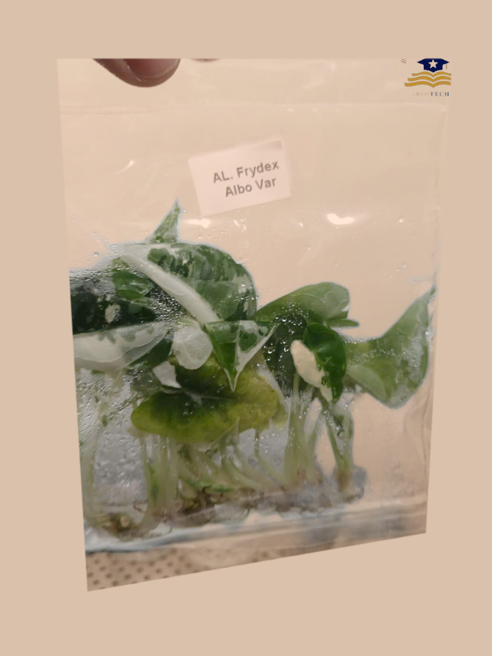 Alocasia Frydek Albo Variegata – Rare Variegated Foliage Plant cultivar reference, photo 7. Packaging and mature-plant images are illustrative; sold as 1 plant per bag.