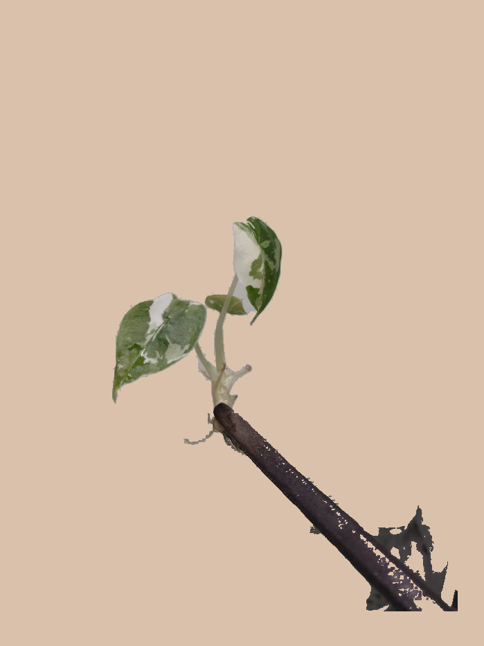 Alocasia Frydek Albo Variegata – Rare Variegated Foliage Plant cultivar reference, photo 8. Packaging and mature-plant images are illustrative; sold as 1 plant per bag.