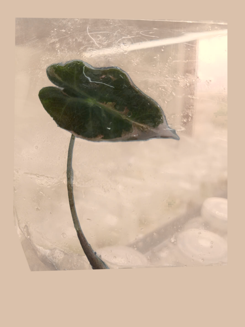 Alocasia Nobilis Pink Variegata – Rare Variegated Foliage Plant cultivar reference. Packaging and mature-plant images are illustrative; sold as 1 plant per bag.