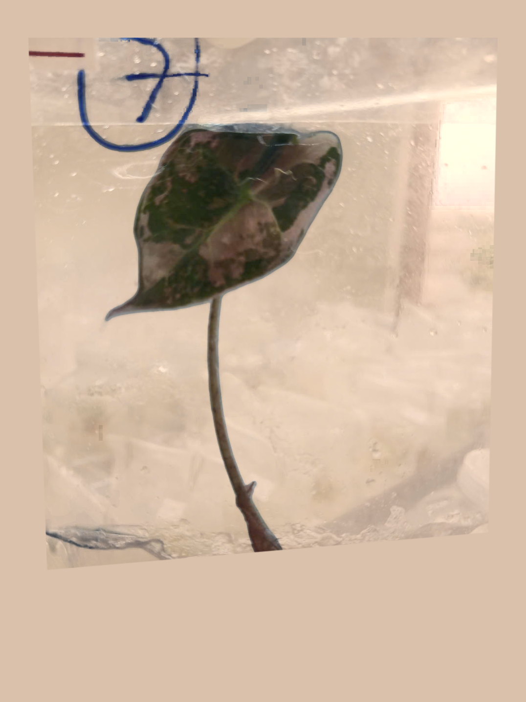 Alocasia Nobilis Pink Variegata – Rare Variegated Foliage Plant cultivar reference, photo 3. Packaging and mature-plant images are illustrative; sold as 1 plant per bag.