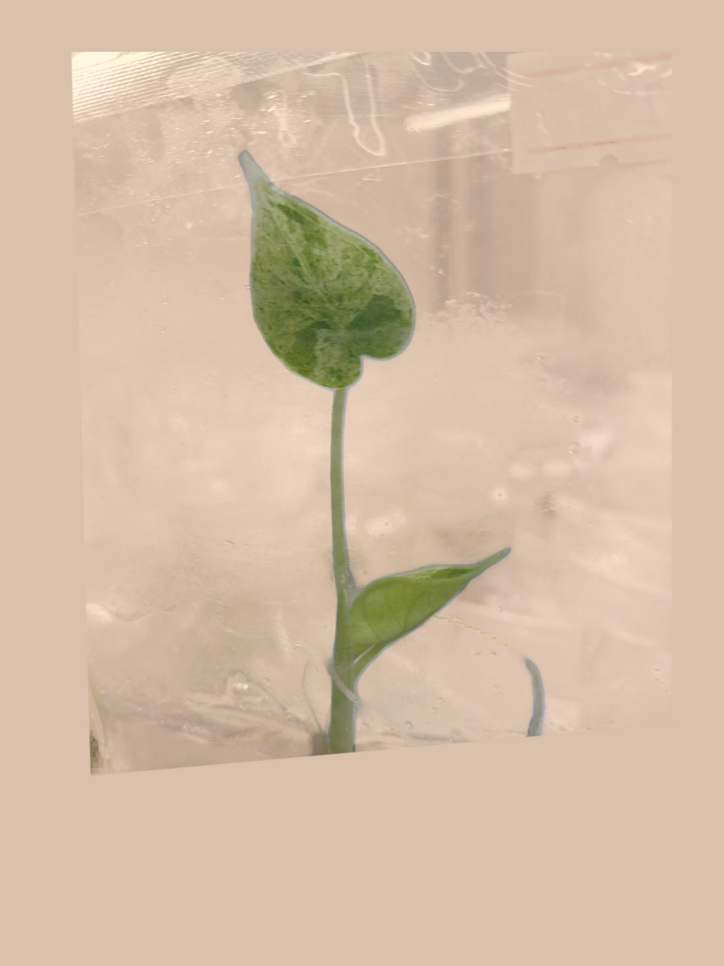 Alocasia Baginda Dragon Scale Mint Variegata – Rare Variegated Foliage Plant cultivar reference, photo 3. Packaging and mature-plant images are illustrative; sold as 1 plant per bag.