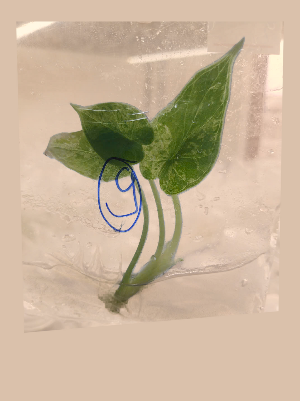 Alocasia Baginda Dragon Scale Mint Variegata – Rare Variegated Foliage Plant cultivar reference, photo 4. Packaging and mature-plant images are illustrative; sold as 1 plant per bag.