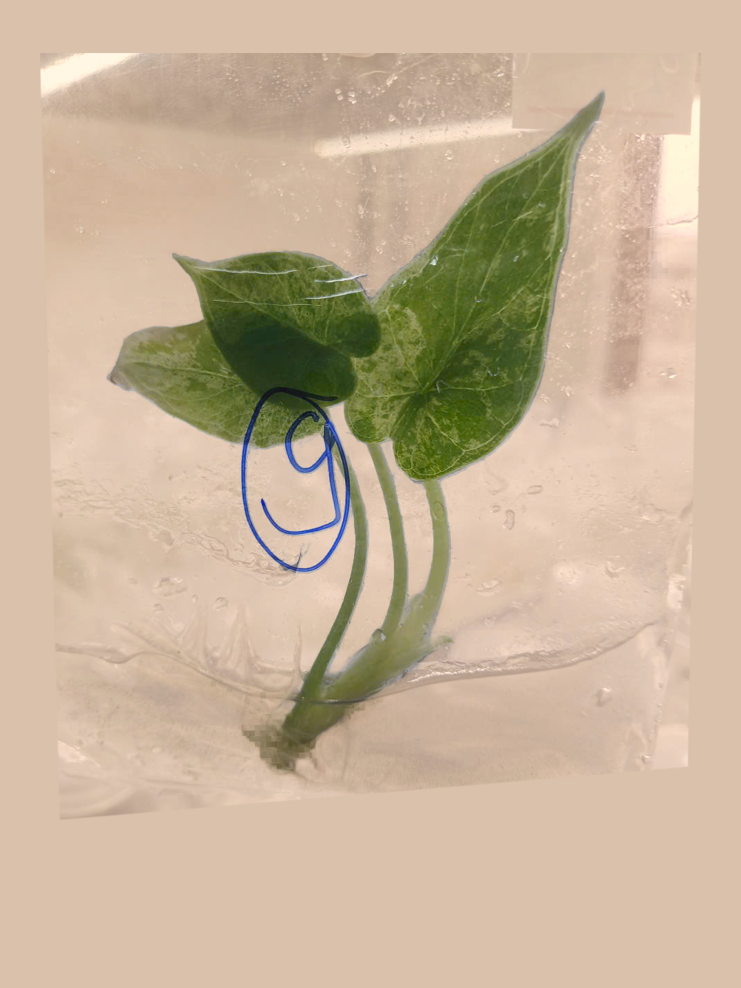 Alocasia Baginda Dragon Scale Mint Variegata – Rare Variegated Foliage Plant cultivar reference, photo 4. Packaging and mature-plant images are illustrative; sold as 1 plant per bag.