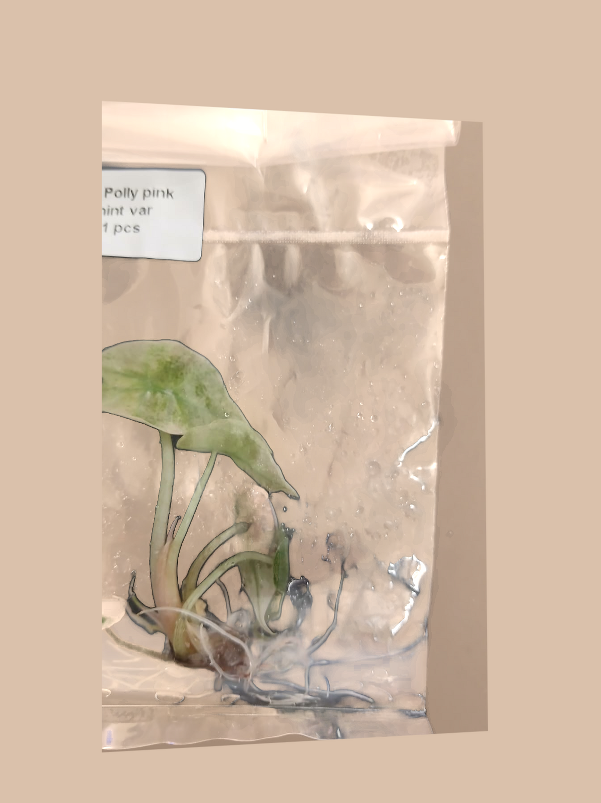 Alocasia Poly Pink Mint – Rare Pink Variegated Foliage Plant cultivar reference. Packaging and mature-plant images are illustrative; sold as 1 plant per bag.