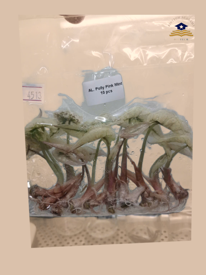 Alocasia Poly Pink Mint – Rare Pink Variegated Foliage Plant cultivar reference, photo 2. Packaging and mature-plant images are illustrative; sold as 1 plant per bag.