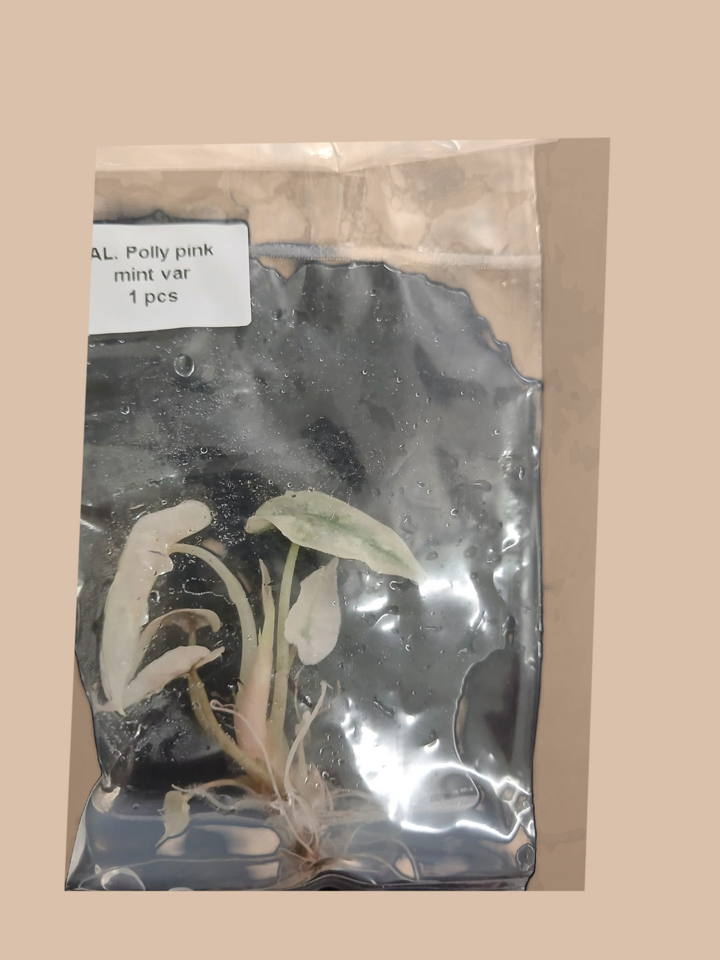 Alocasia Poly Pink Mint – Rare Pink Variegated Foliage Plant cultivar reference, photo 7. Packaging and mature-plant images are illustrative; sold as 1 plant per bag.
