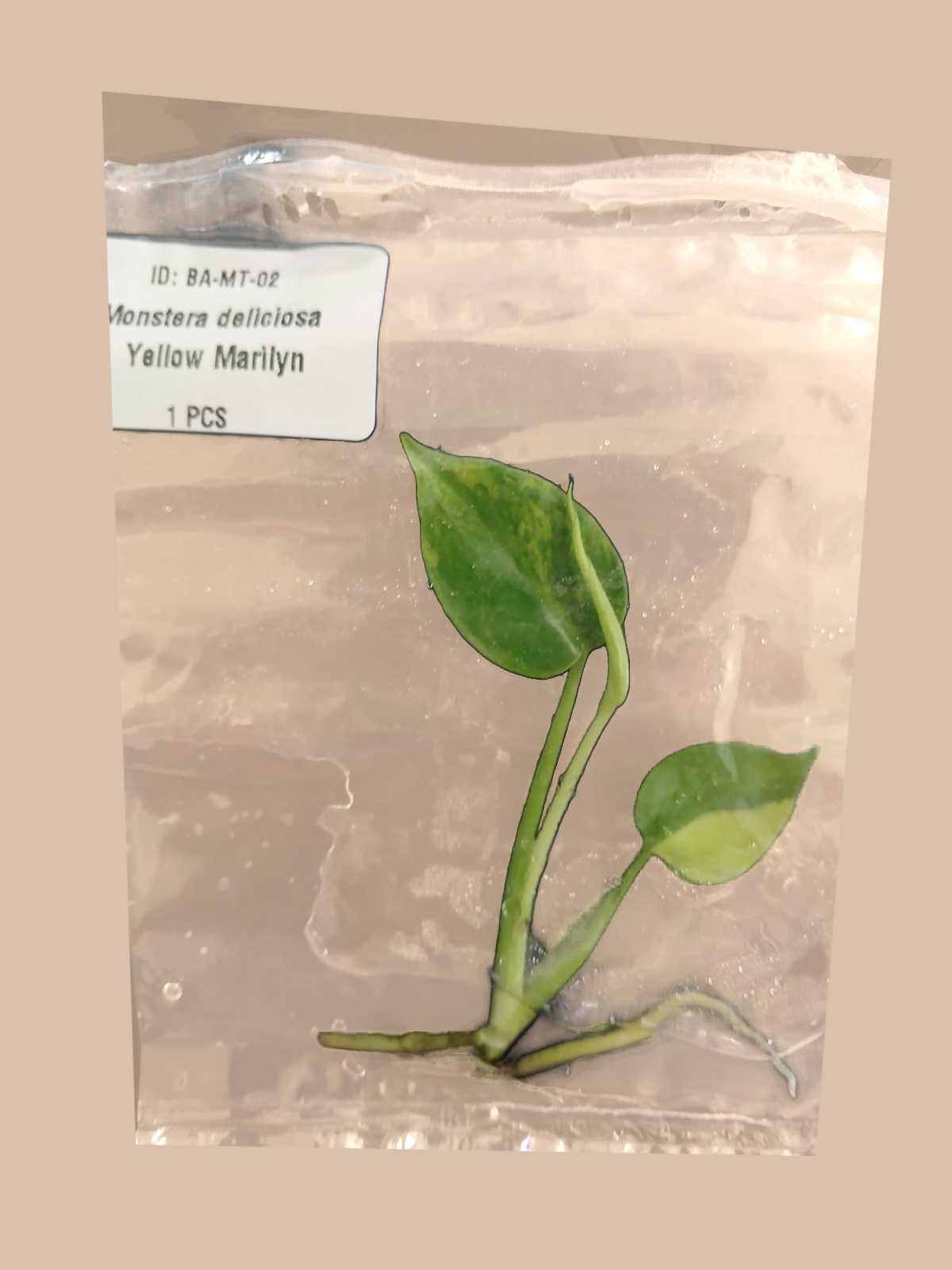 Monstera deliciosa Yellow Marilyn – Rare Variegated Foliage Plant cultivar reference. Packaging and mature-plant images are illustrative; sold as 1 plant per bag.