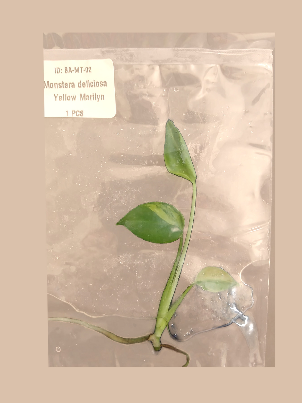 Monstera deliciosa Yellow Marilyn – Rare Variegated Foliage Plant cultivar reference, photo 2. Packaging and mature-plant images are illustrative; sold as 1 plant per bag.