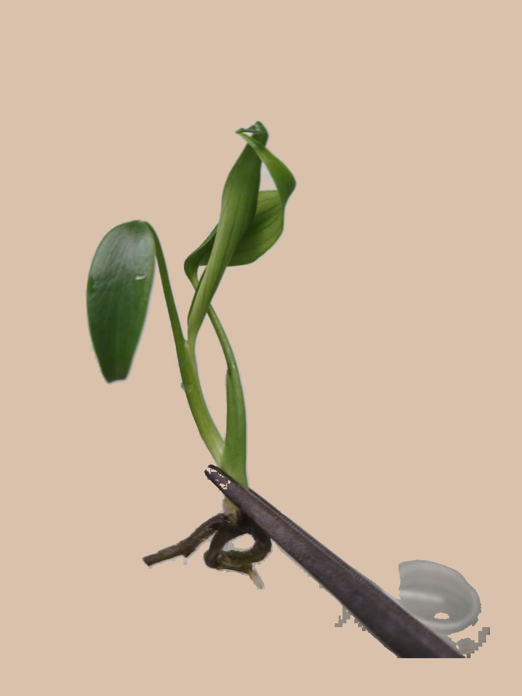 Monstera Burle Marx Flame – Rare Tropical Foliage Plant cultivar reference, photo 2. Packaging and mature-plant images are illustrative; sold as 1 plant per bag.