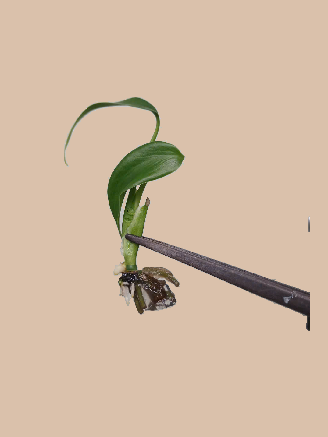 Monstera Burle Marx Flame – Rare Tropical Foliage Plant cultivar reference, photo 3. Packaging and mature-plant images are illustrative; sold as 1 plant per bag.