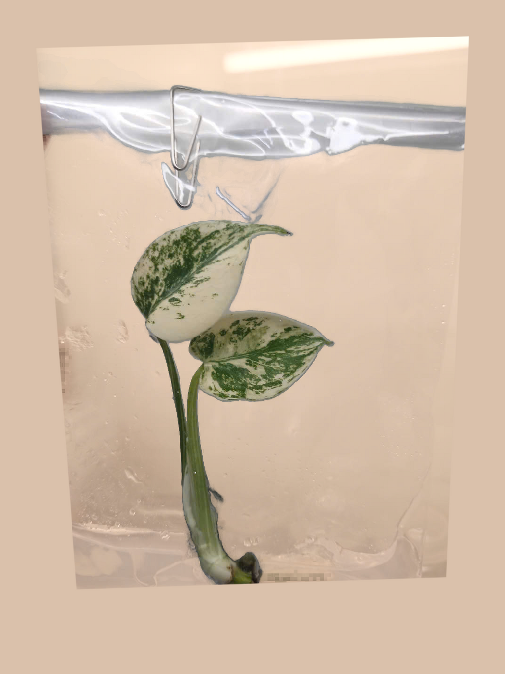 Monstera deliciosa ‘Mint’ – Rare Mint Variegated Foliage Plant cultivar reference. Packaging and mature-plant images are illustrative; sold as 1 plant per bag.