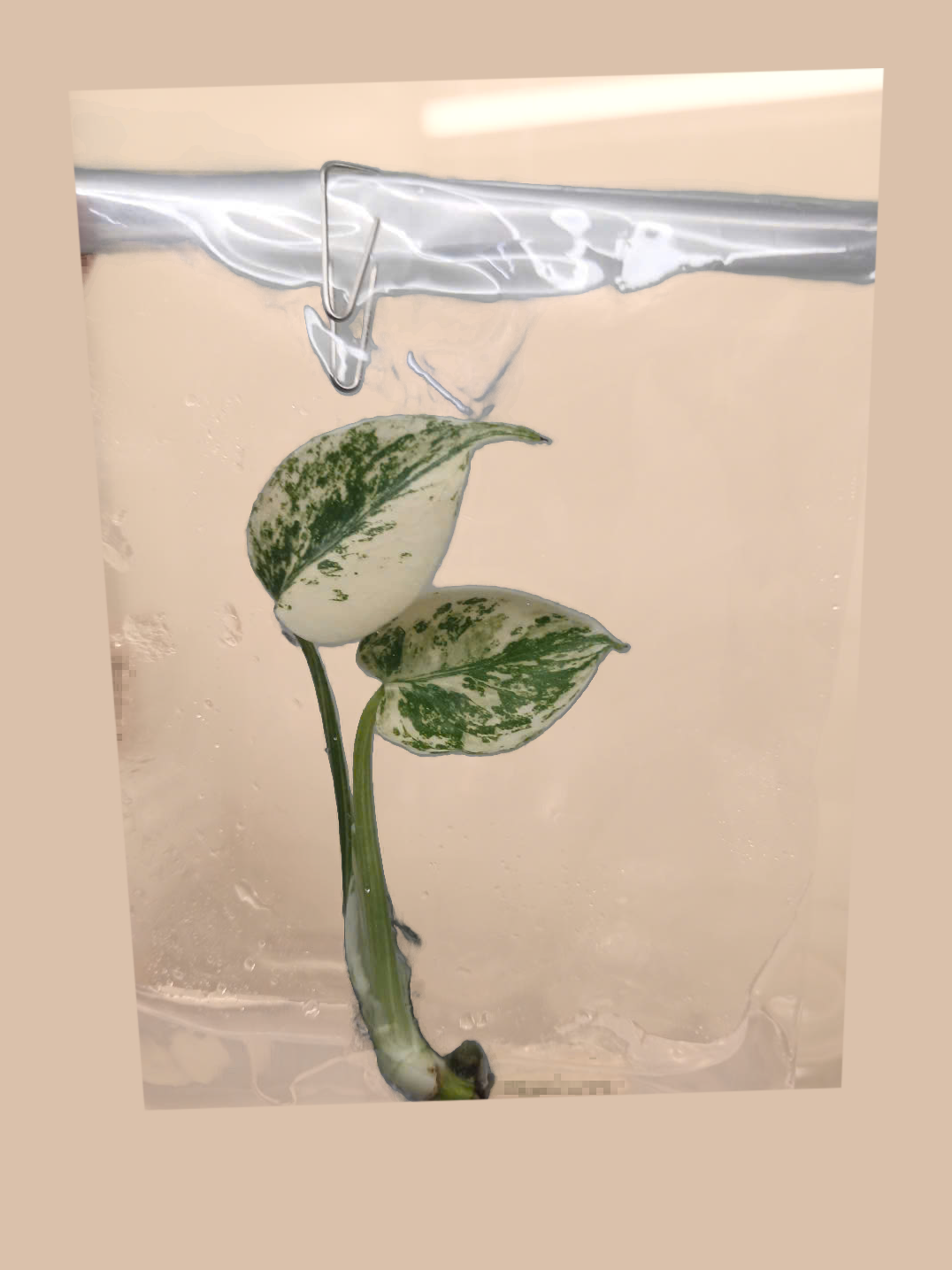 Monstera deliciosa ‘Mint’ – Rare Mint Variegated Foliage Plant cultivar reference. Packaging and mature-plant images are illustrative; sold as 1 plant per bag.