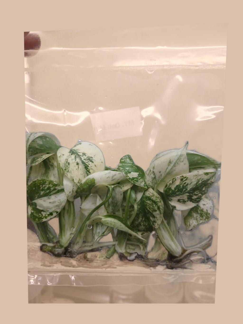 Monstera deliciosa ‘Mint’ – Rare Mint Variegated Foliage Plant cultivar reference, photo 2. Packaging and mature-plant images are illustrative; sold as 1 plant per bag.