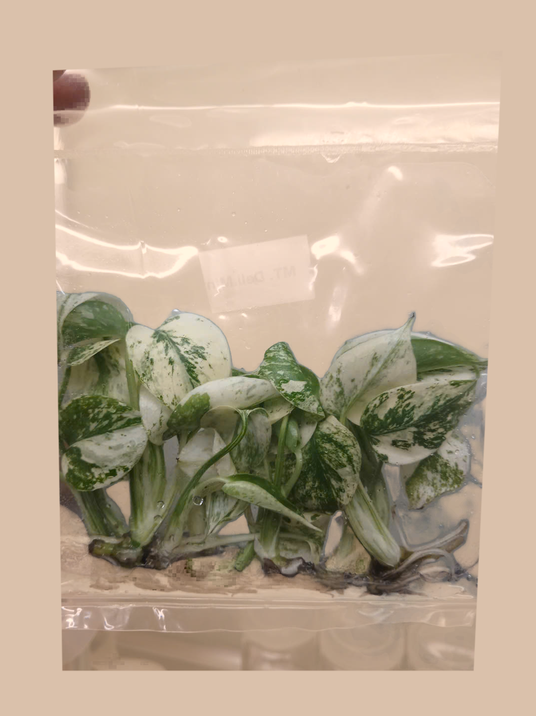 Monstera deliciosa ‘Mint’ – Rare Mint Variegated Foliage Plant cultivar reference, photo 2. Packaging and mature-plant images are illustrative; sold as 1 plant per bag.