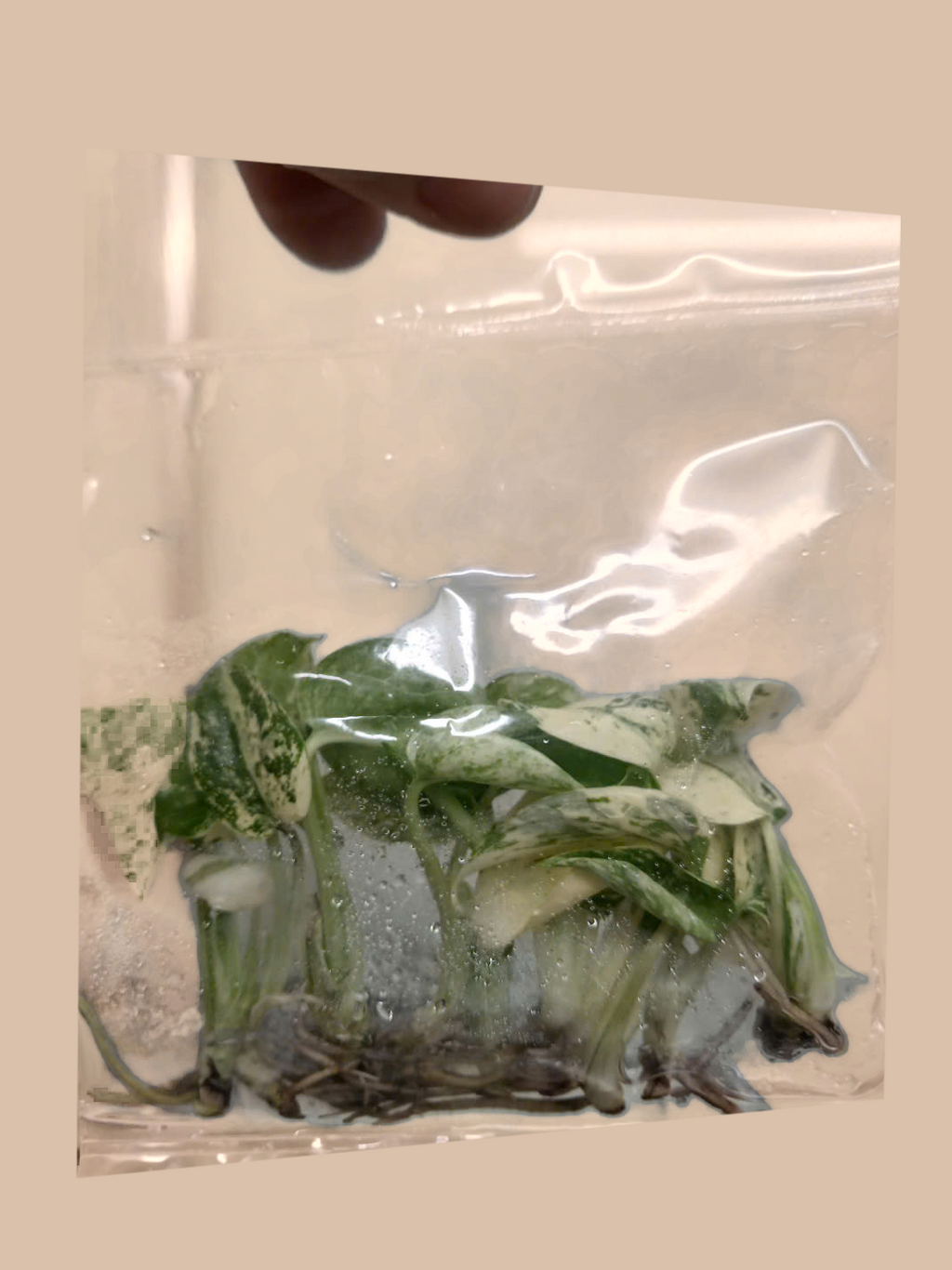 Monstera deliciosa ‘Mint’ – Rare Mint Variegated Foliage Plant cultivar reference, photo 3. Packaging and mature-plant images are illustrative; sold as 1 plant per bag.