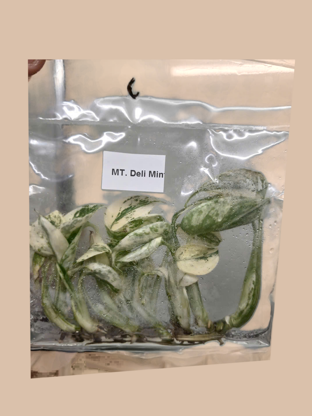 Monstera deliciosa ‘Mint’ – Rare Mint Variegated Foliage Plant cultivar reference, photo 4. Packaging and mature-plant images are illustrative; sold as 1 plant per bag.