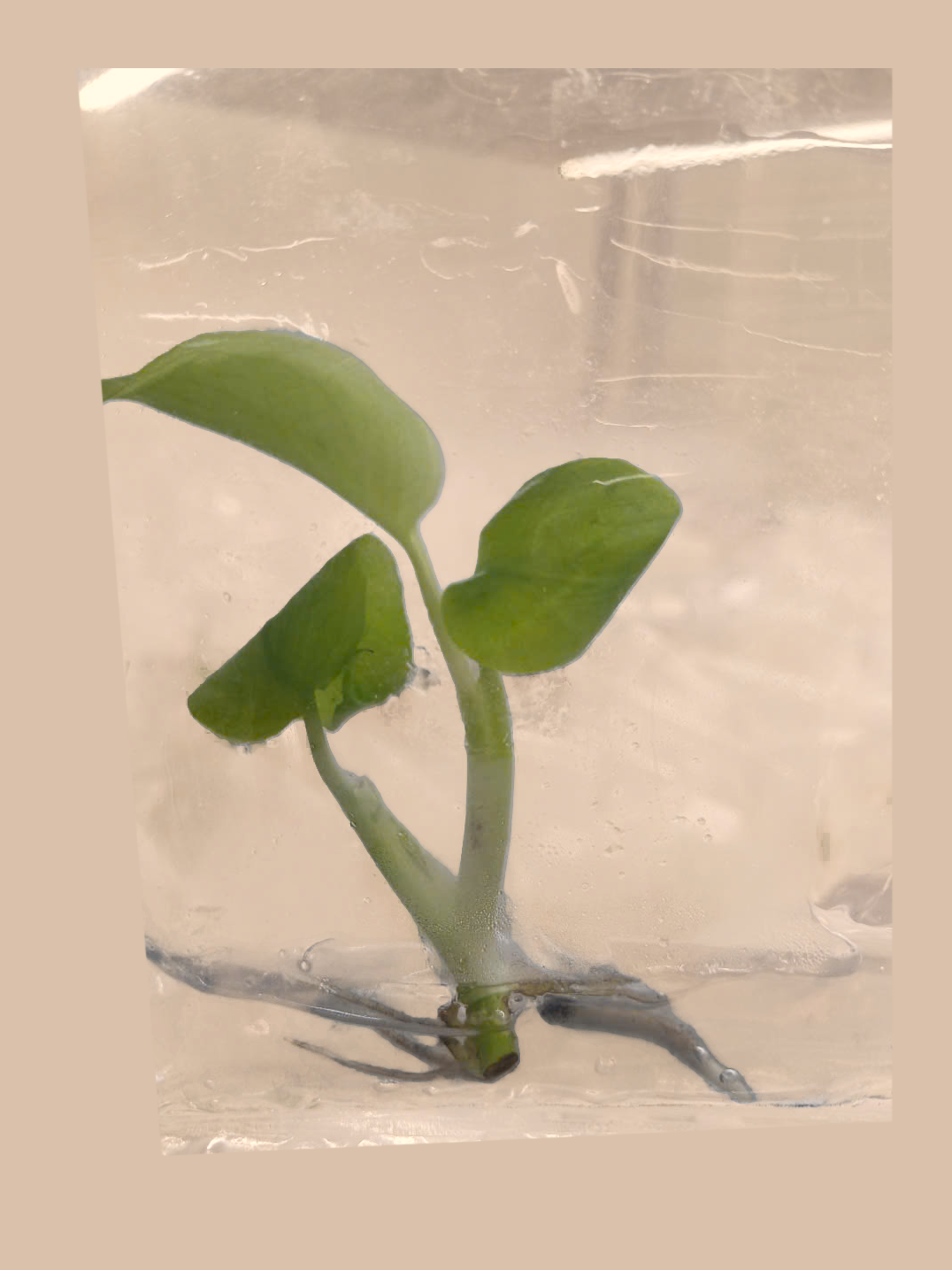 Monstera Lemon Lime – Rare Yellow-Green Foliage Plant cultivar reference. Packaging and mature-plant images are illustrative; sold as 1 plant per bag.