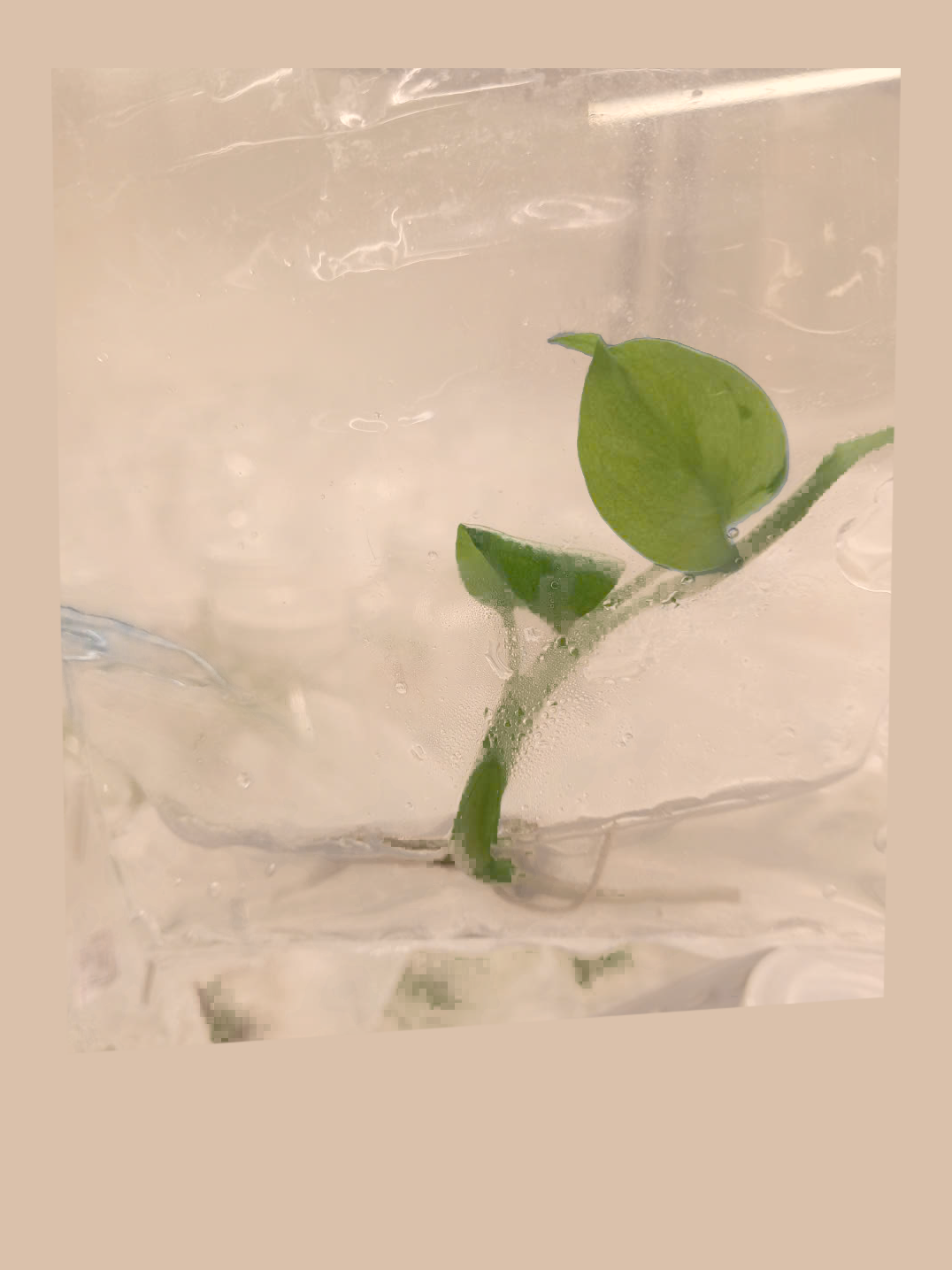 Monstera Lemon Lime – Rare Yellow-Green Foliage Plant cultivar reference, photo 3. Packaging and mature-plant images are illustrative; sold as 1 plant per bag.