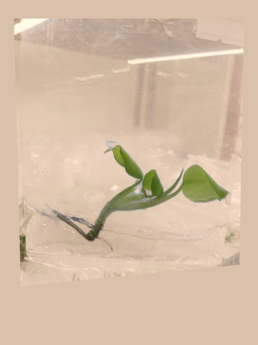 Monstera Lemon Lime – Rare Yellow-Green Foliage Plant cultivar reference, photo 4. Packaging and mature-plant images are illustrative; sold as 1 plant per bag.