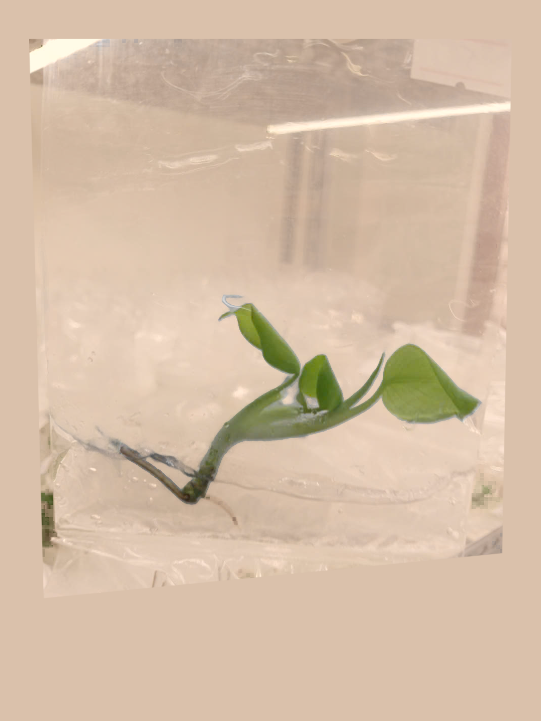 Monstera Lemon Lime – Rare Yellow-Green Foliage Plant cultivar reference, photo 4. Packaging and mature-plant images are illustrative; sold as 1 plant per bag.