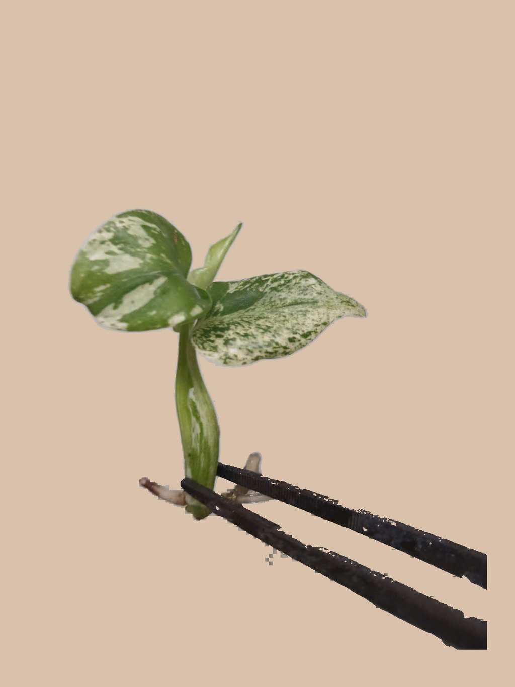 Monstera Star Shadow – Rare Variegated Foliage Plant cultivar reference. Packaging and mature-plant images are illustrative; sold as 1 plant per bag.