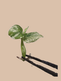Monstera Star Shadow – Rare Variegated Foliage Plant cultivar reference. Packaging and mature-plant images are illustrative; sold as 1 plant per bag.
