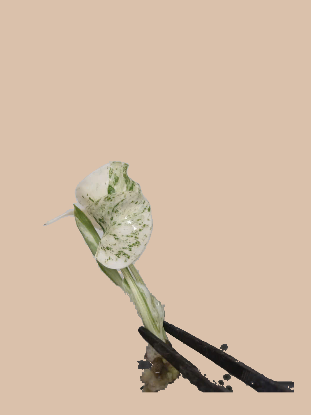 Monstera Star Shadow – Rare Variegated Foliage Plant cultivar reference, photo 2. Packaging and mature-plant images are illustrative; sold as 1 plant per bag.