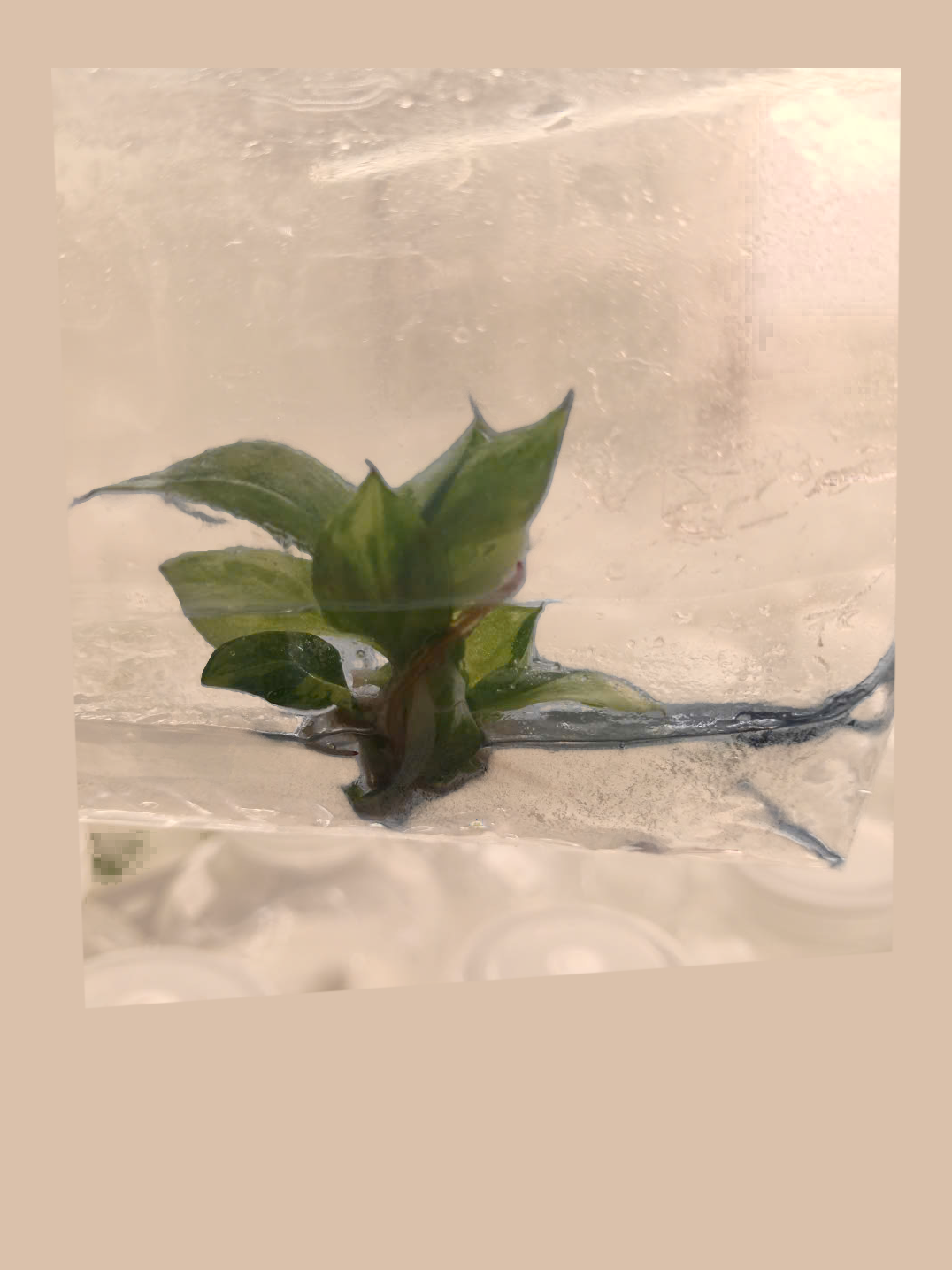Philodendron White Knight Tricolor – Rare Variegated Foliage Plant cultivar reference. Packaging and mature-plant images are illustrative; sold as 1 plant per bag.