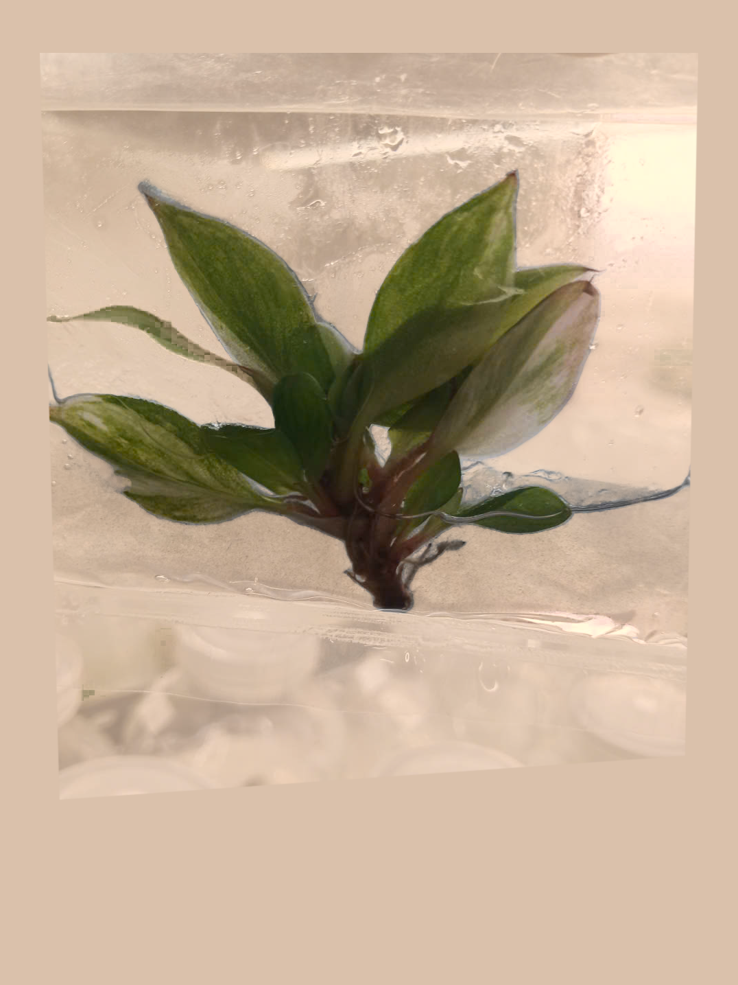 Philodendron White Knight Tricolor – Rare Variegated Foliage Plant cultivar reference, photo 2. Packaging and mature-plant images are illustrative; sold as 1 plant per bag.