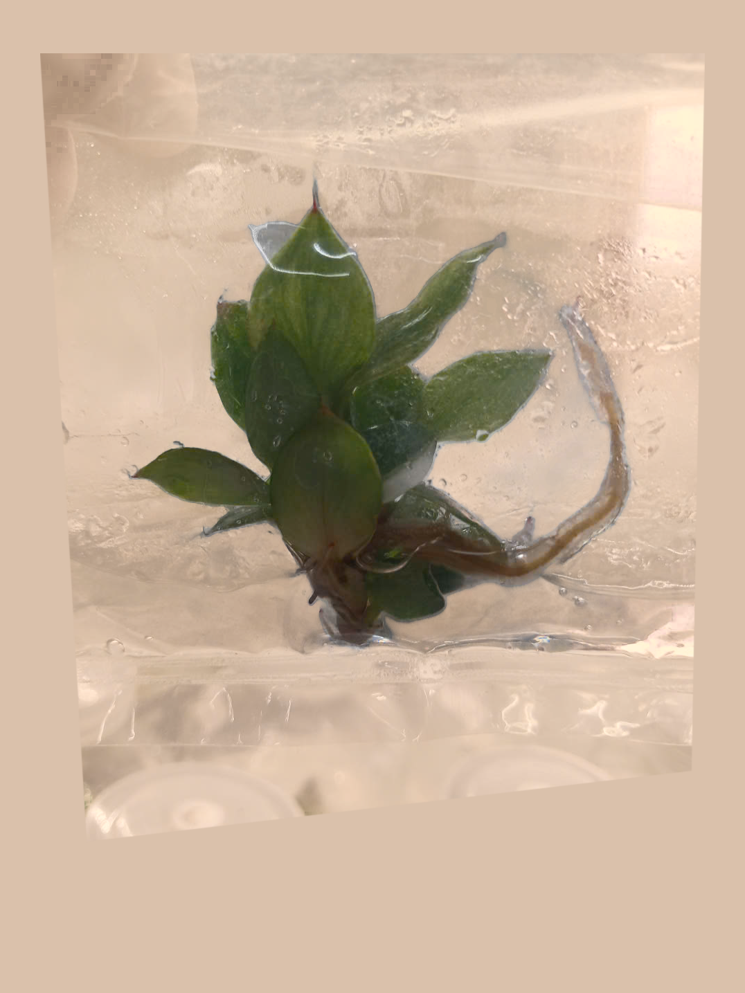 Philodendron White Knight Tricolor – Rare Variegated Foliage Plant cultivar reference, photo 3. Packaging and mature-plant images are illustrative; sold as 1 plant per bag.