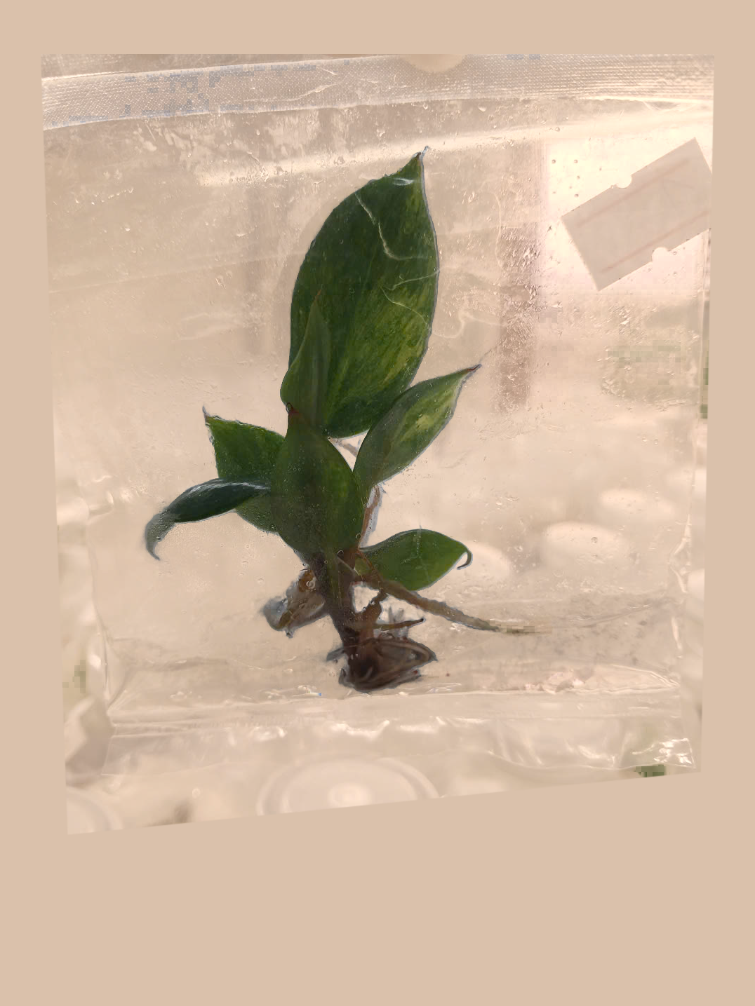 Philodendron White Knight Tricolor – Rare Variegated Foliage Plant cultivar reference, photo 4. Packaging and mature-plant images are illustrative; sold as 1 plant per bag.