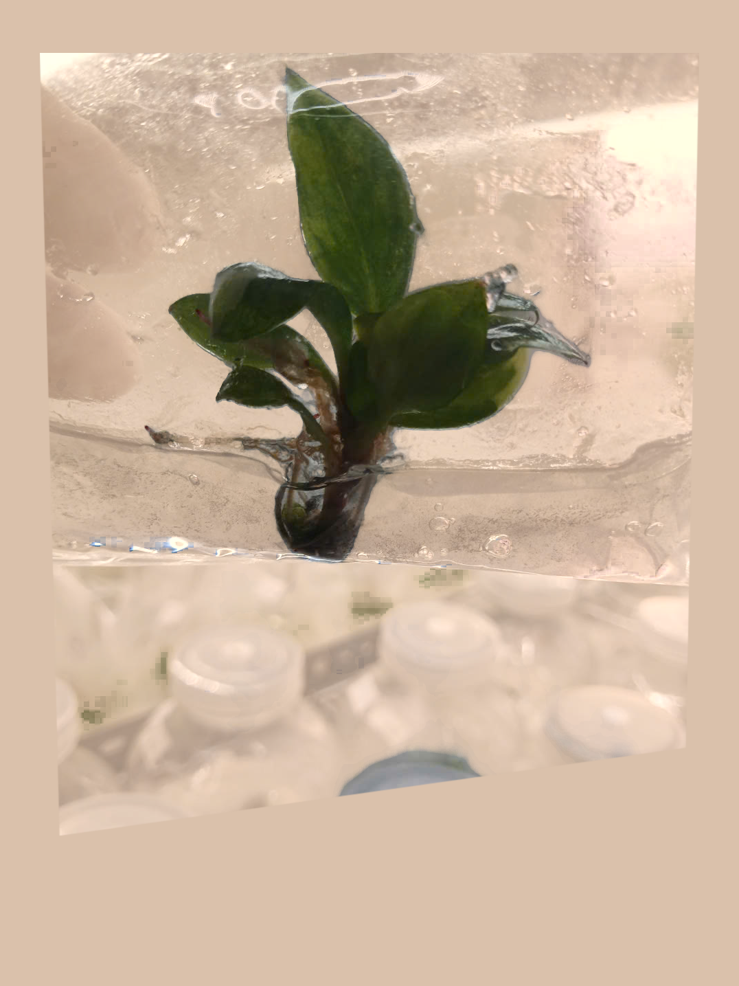 Philodendron White Knight Tricolor – Rare Variegated Foliage Plant cultivar reference, photo 5. Packaging and mature-plant images are illustrative; sold as 1 plant per bag.