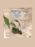 Philodendron White Princess Variegata – Rare Variegated Foliage Plant cultivar reference. Packaging and mature-plant images are illustrative; sold as 1 plant per bag.