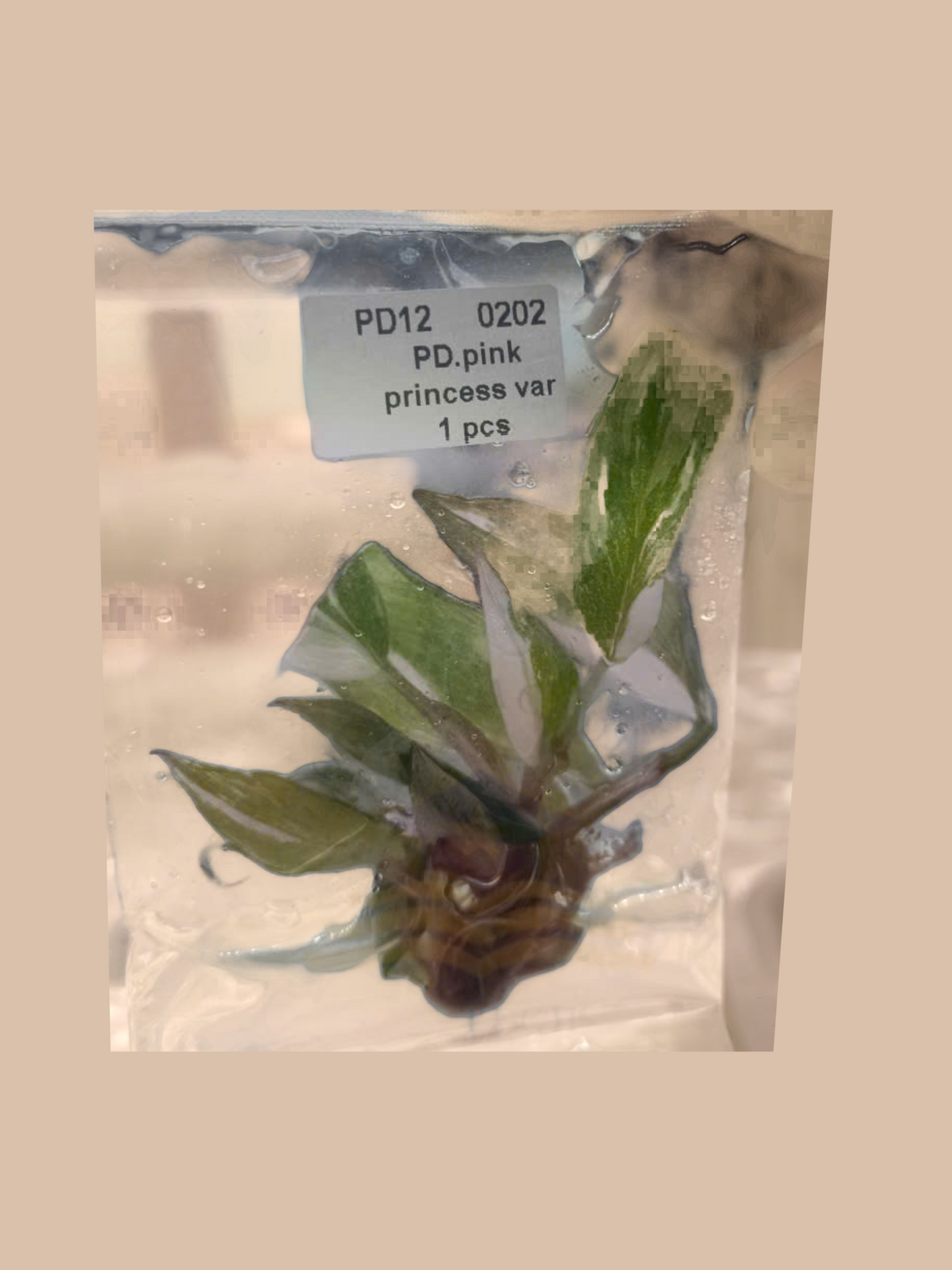 Philodendron White Princess Variegata – Rare Variegated Foliage Plant cultivar reference, photo 2. Packaging and mature-plant images are illustrative; sold as 1 plant per bag.