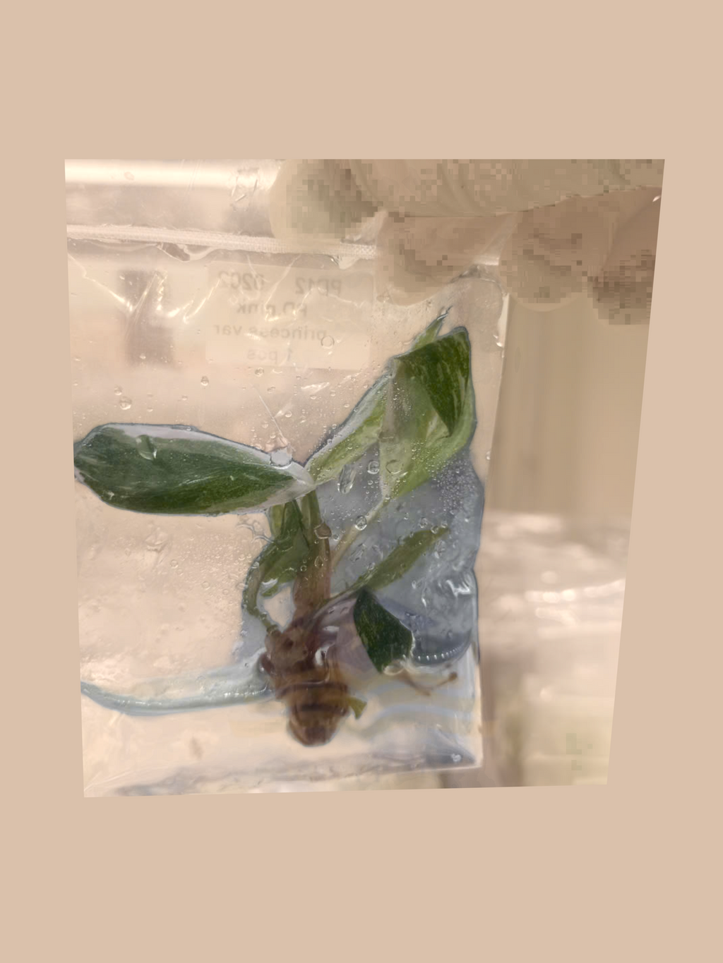 Philodendron White Princess Variegata – Rare Variegated Foliage Plant cultivar reference, photo 3. Packaging and mature-plant images are illustrative; sold as 1 plant per bag.