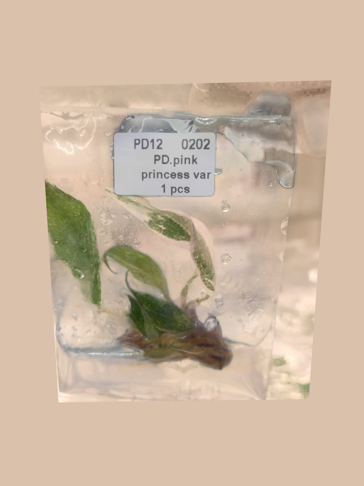 Philodendron White Princess Variegata – Rare Variegated Foliage Plant cultivar reference, photo 4. Packaging and mature-plant images are illustrative; sold as 1 plant per bag.