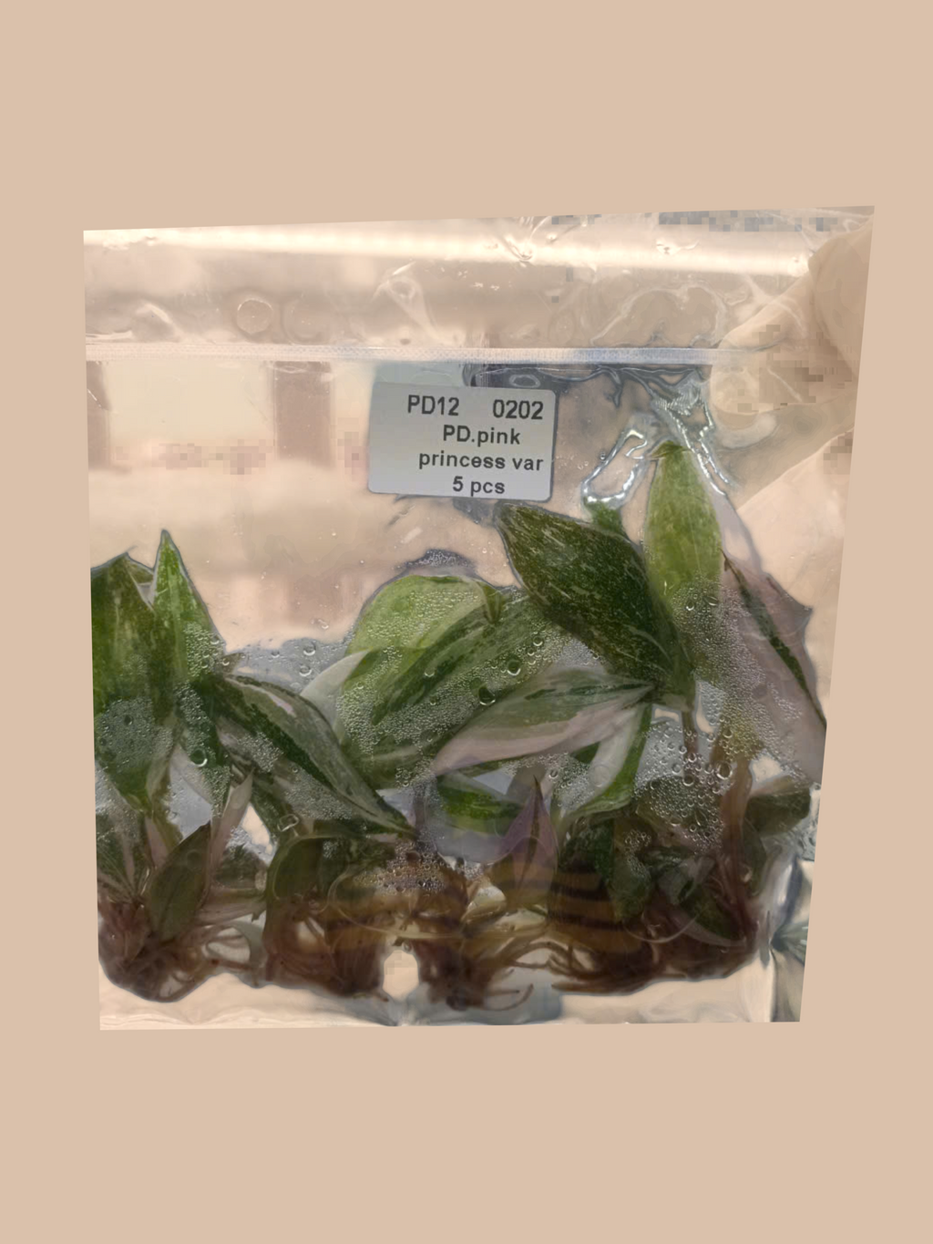 Philodendron White Princess Variegata – Rare Variegated Foliage Plant cultivar reference, photo 5. Packaging and mature-plant images are illustrative; sold as 1 plant per bag.