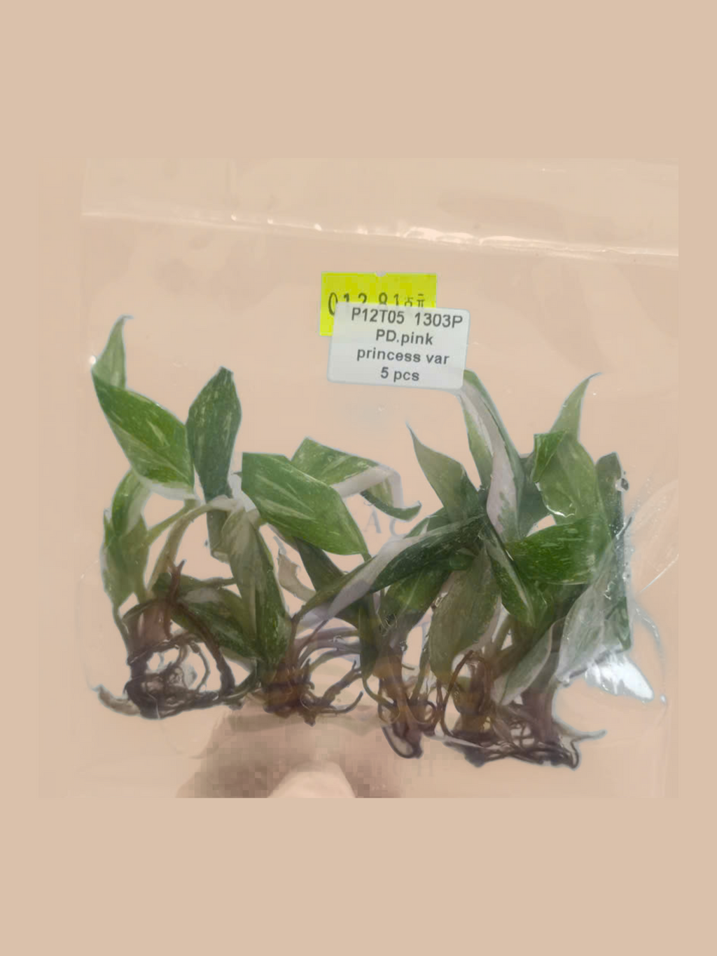 Philodendron White Princess Variegata – Rare Variegated Foliage Plant cultivar reference, photo 6. Packaging and mature-plant images are illustrative; sold as 1 plant per bag.