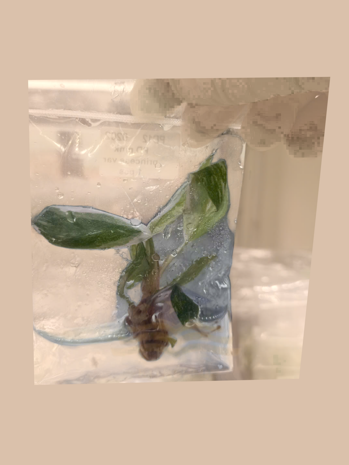 Philodendron White Princess Variegata – Rare Variegated Foliage Plant cultivar reference, photo 7. Packaging and mature-plant images are illustrative; sold as 1 plant per bag.