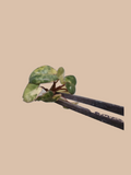 Philodendron billietiae Variegated – Rare Variegated Tropical Foliage Plant cultivar reference. Packaging and mature-plant images are illustrative; sold as 1 plant per bag.