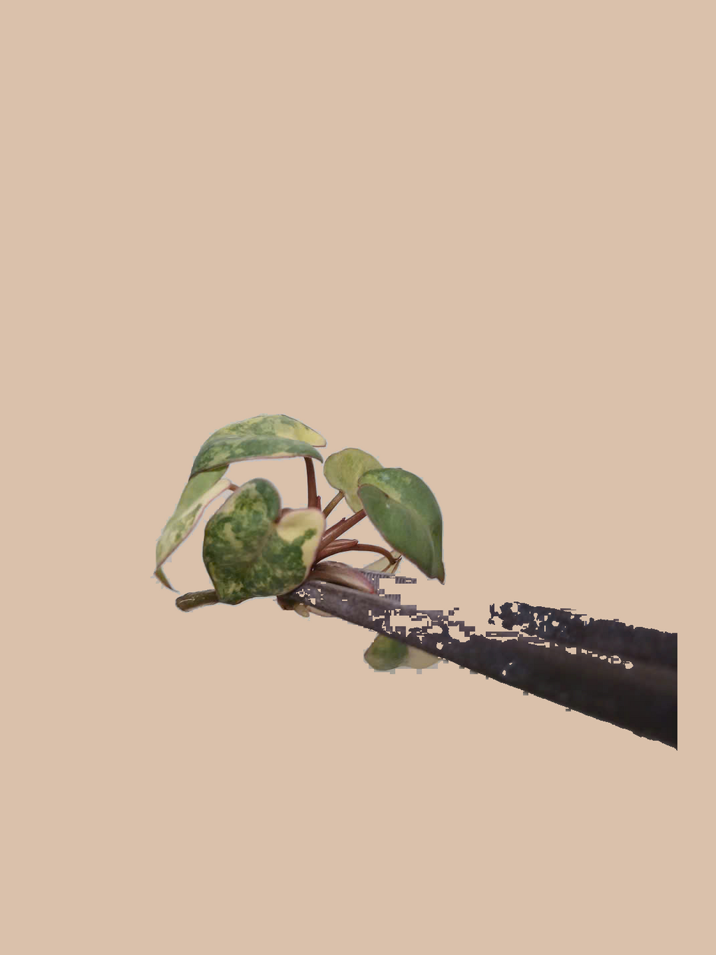 Philodendron billietiae Variegated – Rare Variegated Tropical Foliage Plant cultivar reference, photo 2. Packaging and mature-plant images are illustrative; sold as 1 plant per bag.