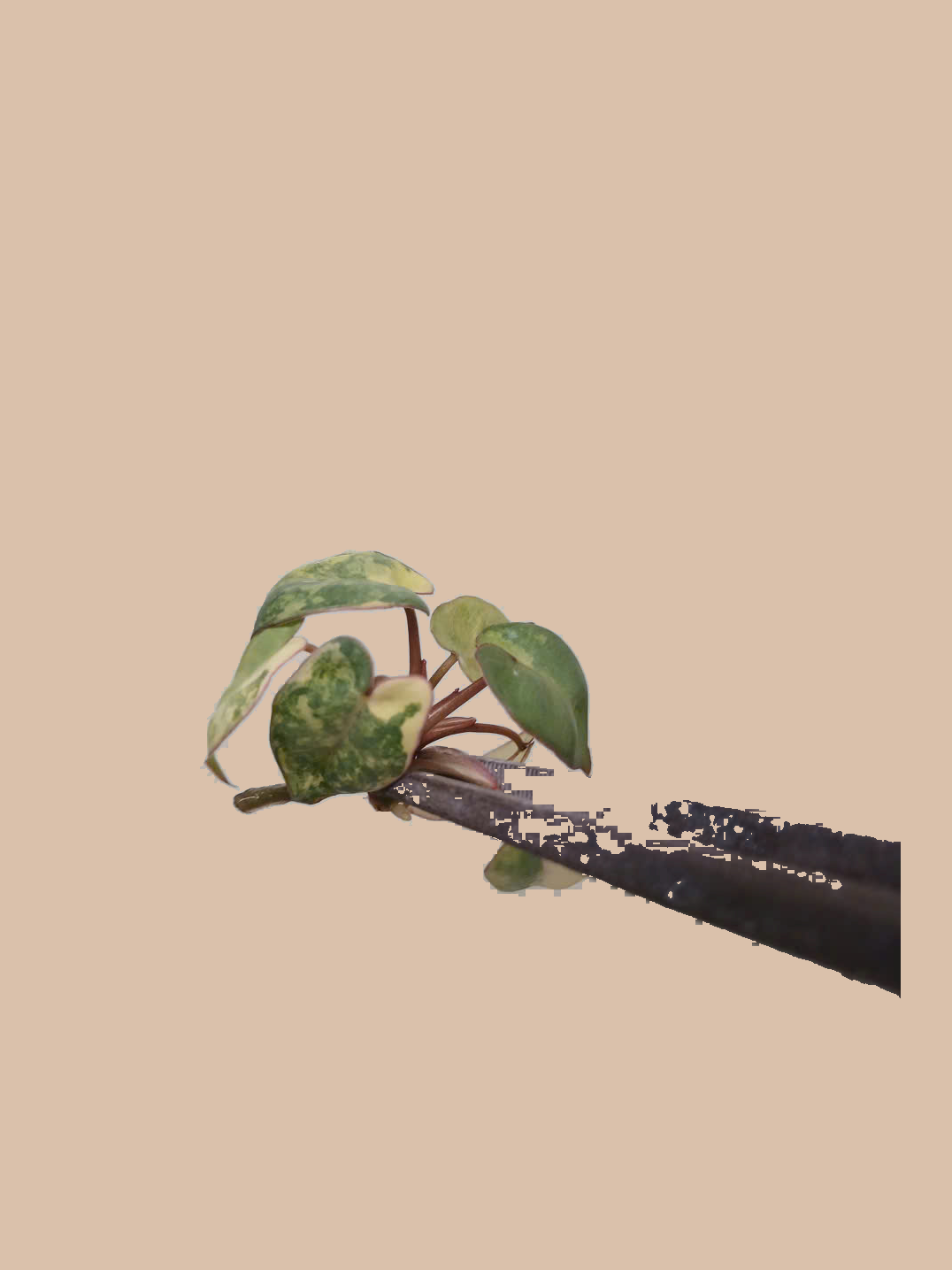 Philodendron billietiae Variegated – Rare Variegated Tropical Foliage Plant cultivar reference, photo 2. Packaging and mature-plant images are illustrative; sold as 1 plant per bag.