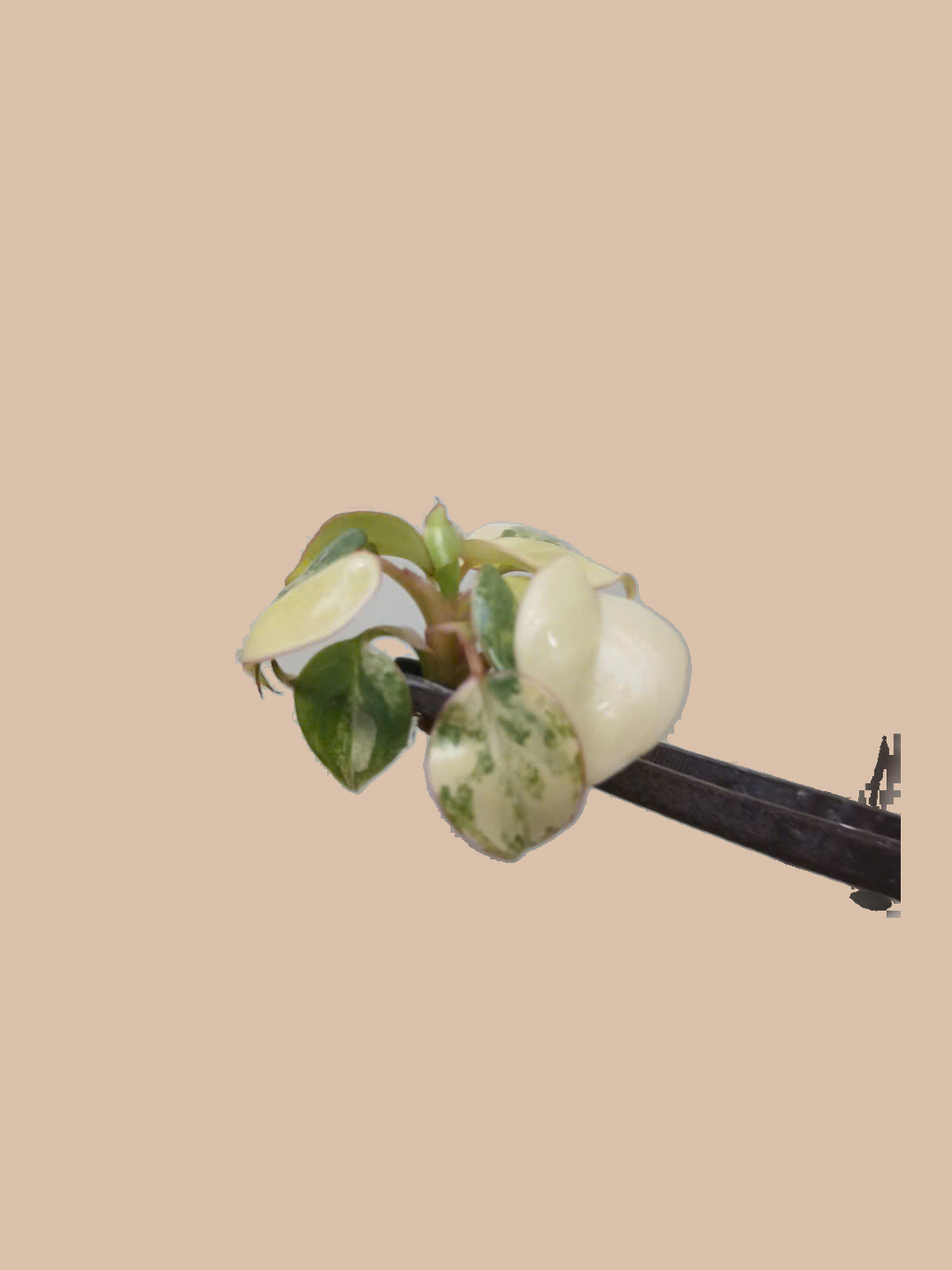 Philodendron billietiae Variegated – Rare Variegated Tropical Foliage Plant cultivar reference, photo 3. Packaging and mature-plant images are illustrative; sold as 1 plant per bag.
